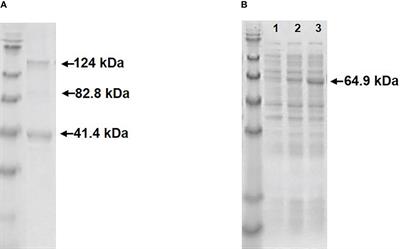 High immunogenicity of virus-like particles (VLPs) decorated with Aeromonas salmonicida VapA antigen in rainbow trout